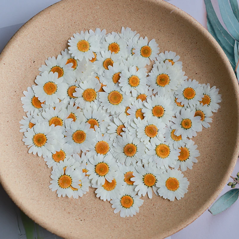 Dried Flower Bookmark - 60x pressionado seco natural branco crisântemo