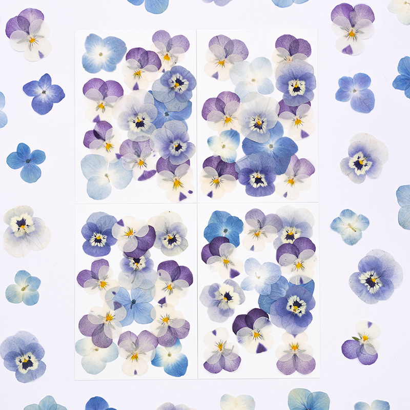 Dried Flower Bookmark - 12 peças, Pétalas Naturais de Viola