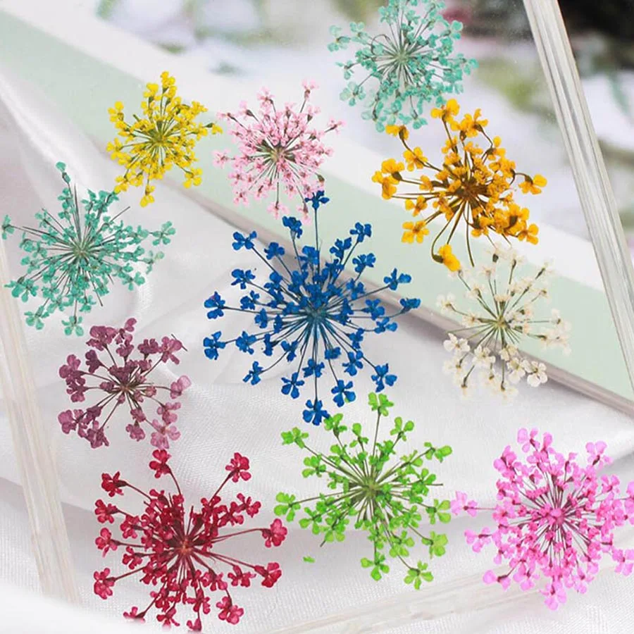 Dried Flower Bookmark - 60 peças prensadas secas 20-25mm ammi
