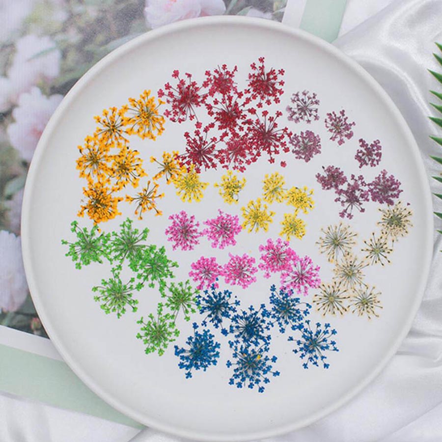 Dried Flower Bookmark - 60 pçs pressionado secado 15-20mm ammi