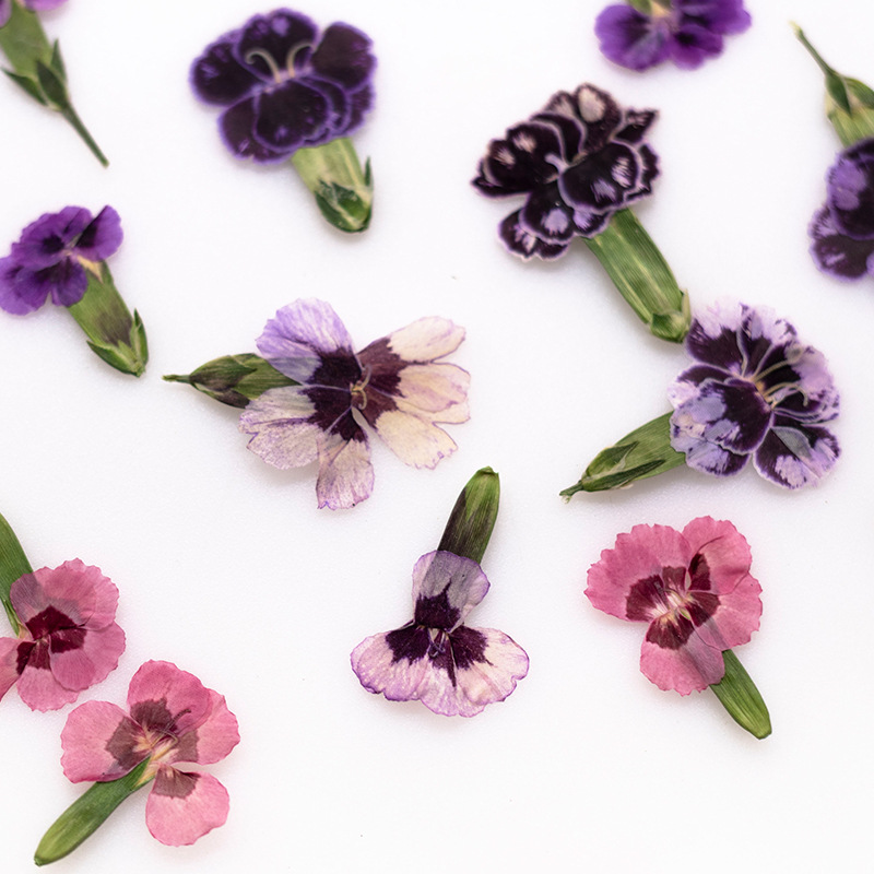 Dried Flower Bookmark - 24 peças, Flores Secas Prensadas de