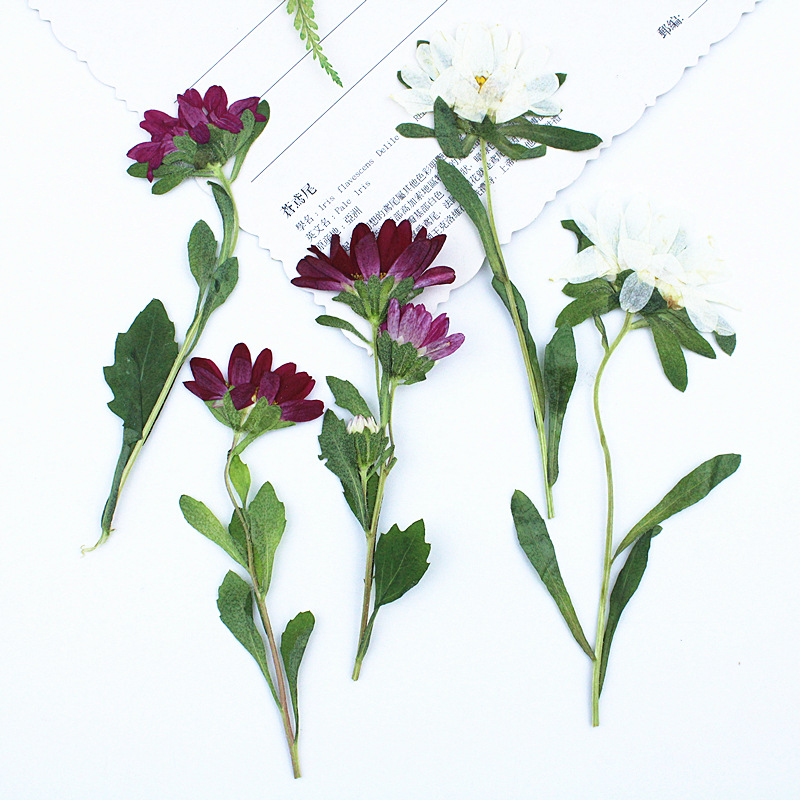 Dried Flower Bookmark - 24 peças, Mini Crisântemos Secos Prensados