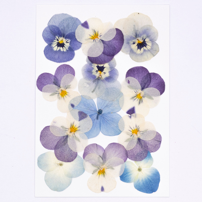12 peças, Pétalas Naturais de  - Dried Flower Bookmark avaliação e preço