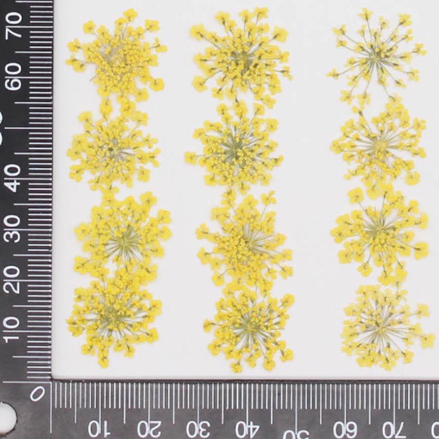 60 pçs pressionado secado 15-2 - Dried Flower Bookmark avaliação e preço