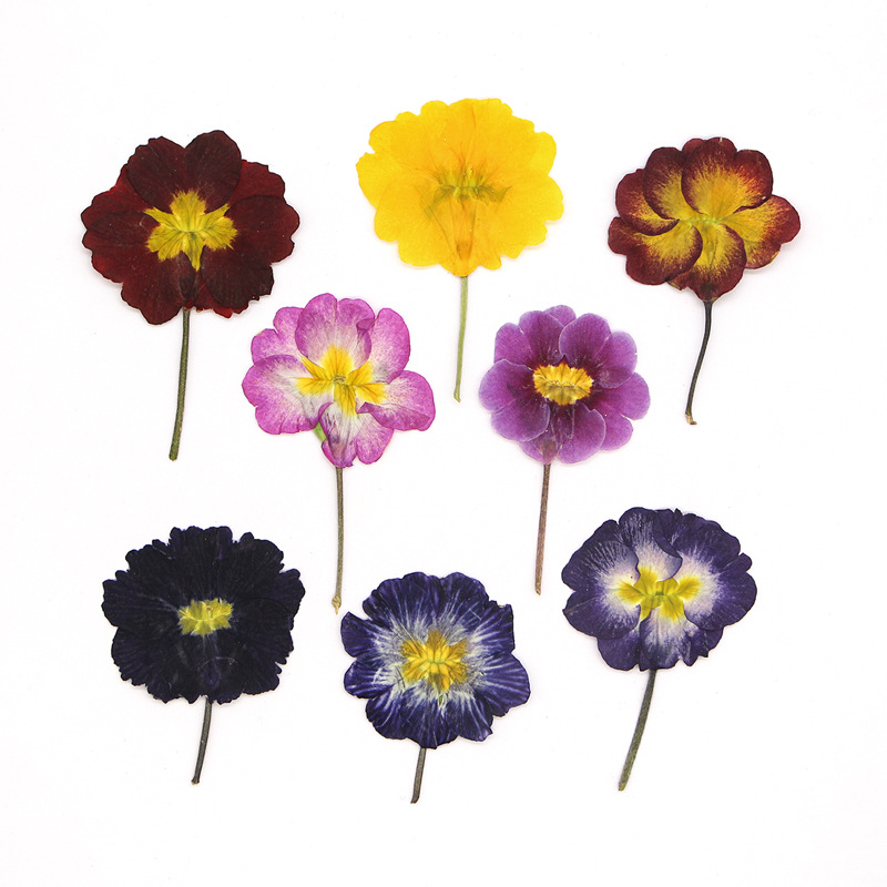 48 Peças de Flores Secas de Pr - Dried Flower Bookmark avaliação e preço