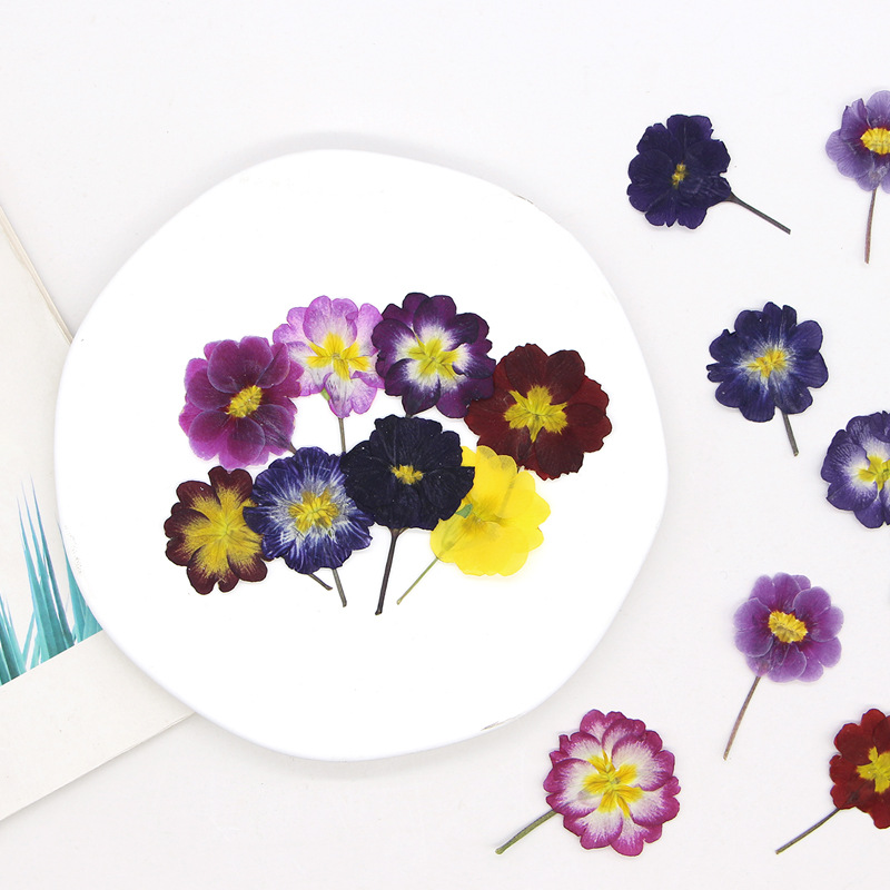 48 Peças de Flores Secas de Pr - Dried Flower Bookmark avaliação e preço
