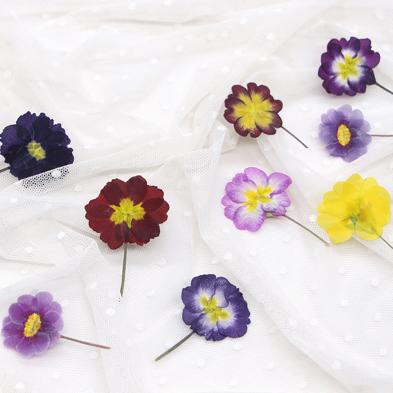 48 Peças de Flores Secas de Pr - Dried Flower Bookmark avaliação e preço