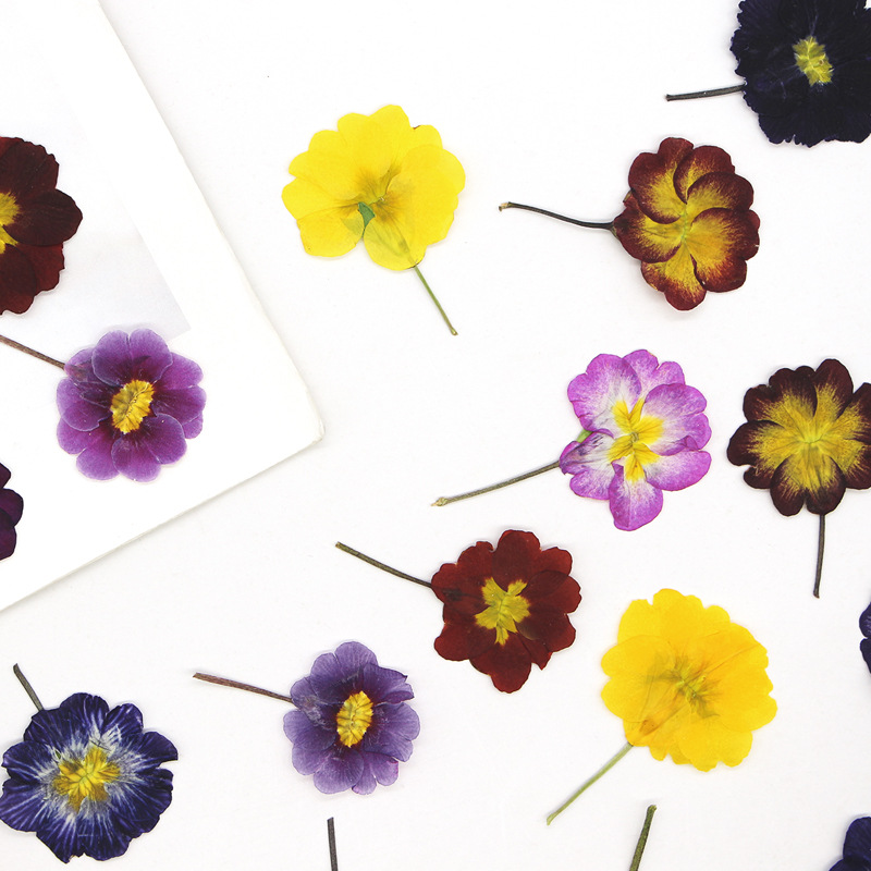 48 Peças de Flores Secas de Pr - Dried Flower Bookmark avaliação e preço