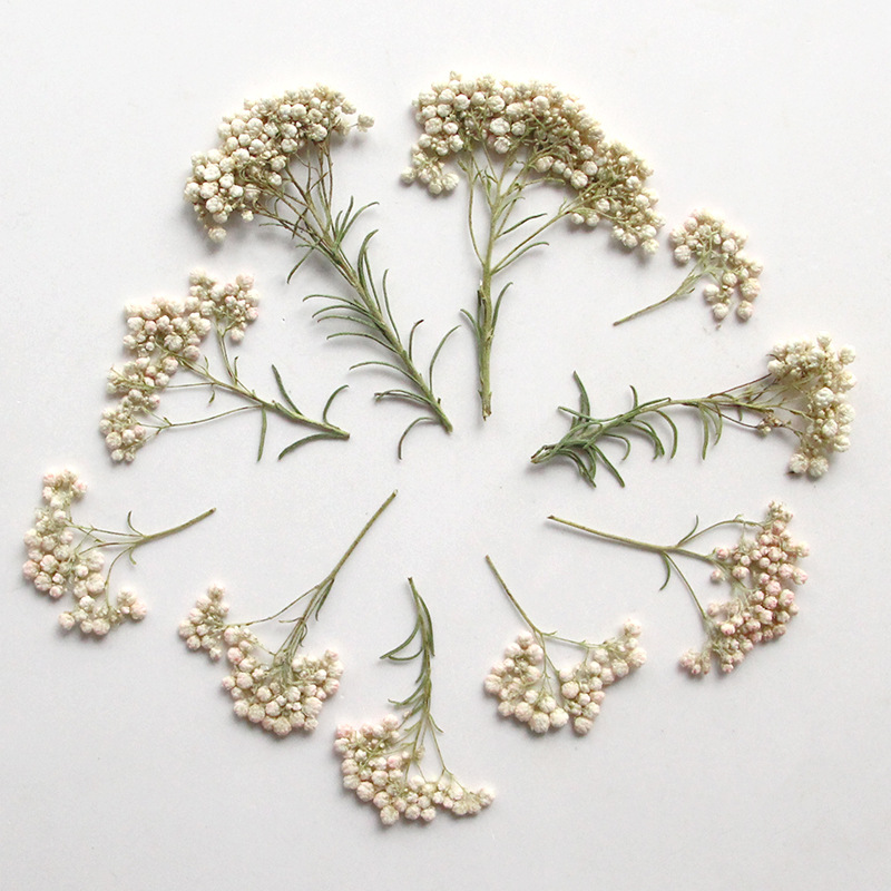 12 peças, Ramos de Flores de M - Dried Flower Bookmark avaliação e preço