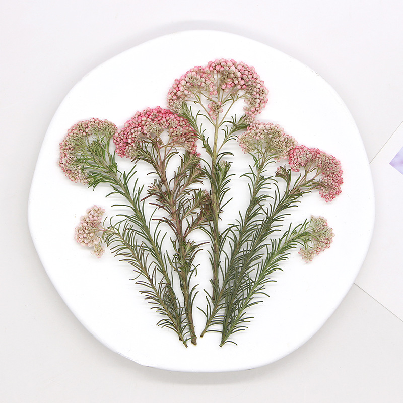 12 peças, Ramos de Flores de M - Dried Flower Bookmark avaliação e preço
