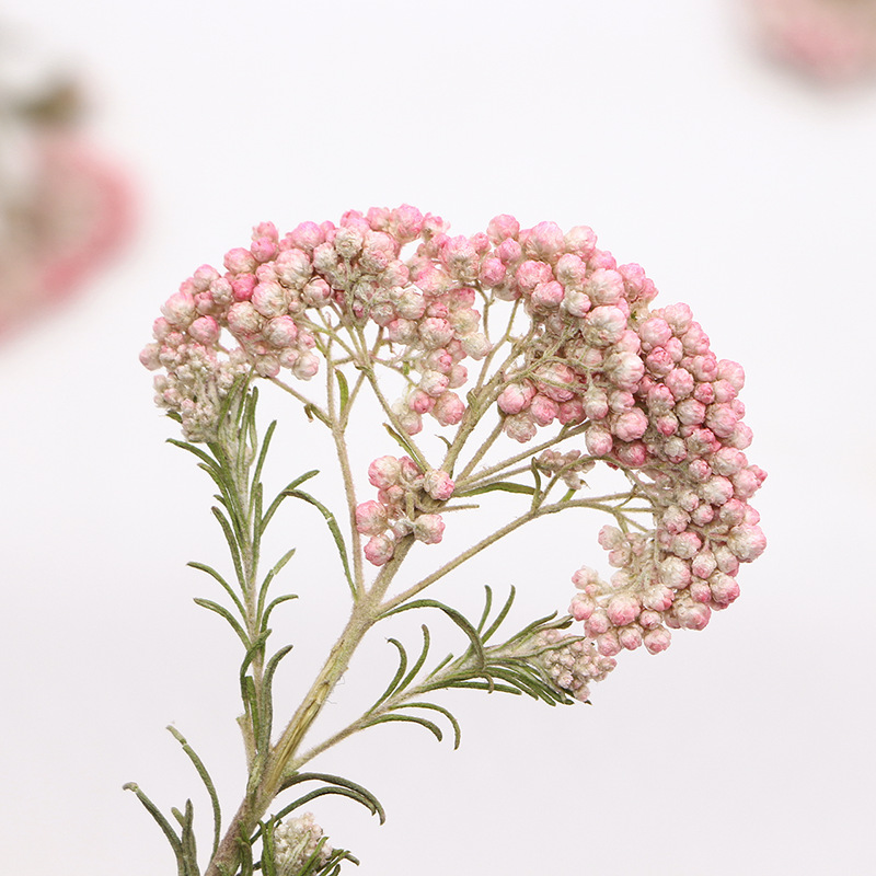 12 peças, Ramos de Flores de M - Dried Flower Bookmark avaliação e preço
