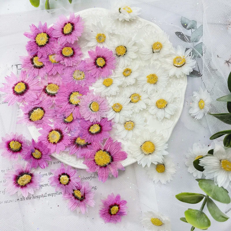 24 pces/2-4cm, natural pressio - Dried Flower Bookmark avaliação e preço