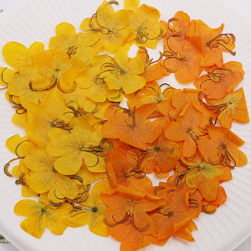 60 peças de flores de cássia a - Dried Flower Bookmark avaliação e preço