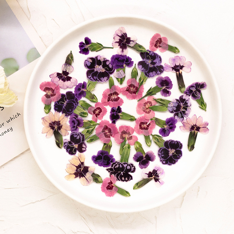 24 peças, Flores Secas Prensad - Dried Flower Bookmark avaliação e preço