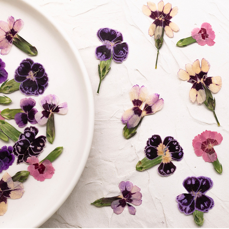 24 peças, Flores Secas Prensad - Dried Flower Bookmark avaliação e preço