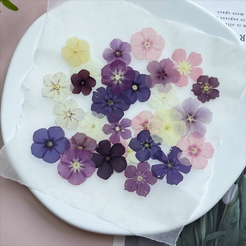 12 peças, nicho semi-transpare - Dried Flower Bookmark avaliação e preço