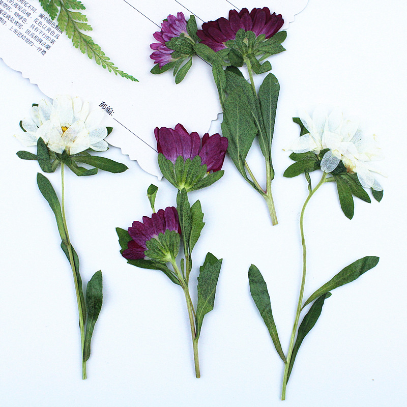 24 peças, Mini Crisântemos Sec - Dried Flower Bookmark avaliação e preço
