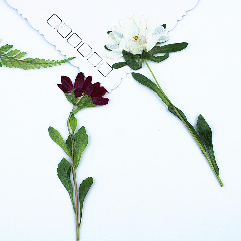 24 peças, Mini Crisântemos Sec - Dried Flower Bookmark avaliação e preço
